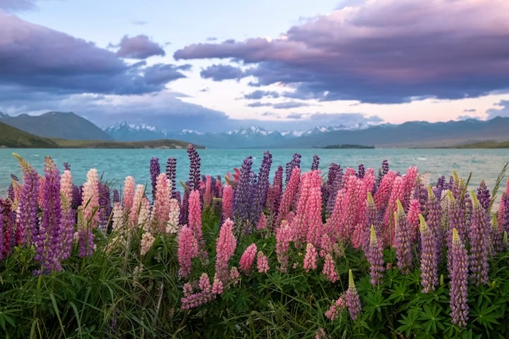 New Zealand Scenic Trip